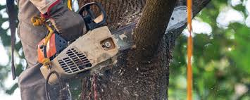 Johns Creek, GA Tree Services Company