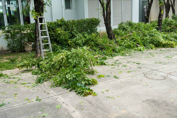 Best Palm Tree Trimming  in Johns Creek, GA