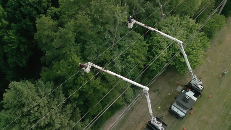 Best Tree and Shrub Care  in Johns Creek, GA