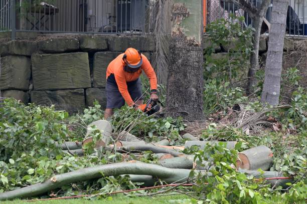Best Tree Risk Assessment  in Johns Creek, GA